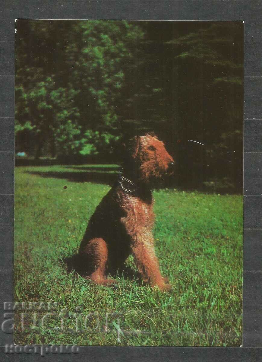 Σκύλος Erdel Terrier - ΡΩΣΙΑ - Παλιά ταχυδρομική κάρτα - A 1343