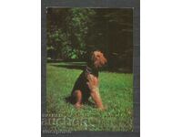 Σκύλος Erdel Terrier - ΡΩΣΙΑ - Παλιά ταχυδρομική κάρτα - A 1343