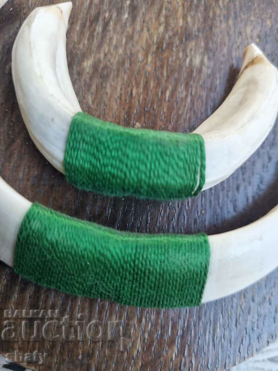 Livrarea Trofeu de mistreț. Dinți de mistreț. Livrarea Trofeu de mistreț. Dinți de mistreț.