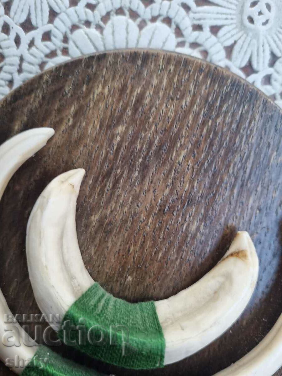 Trofeu de mistreț. Dinți de mistreț. - 5 Trofeu de mistreț. Dinți de mistreț. - 5