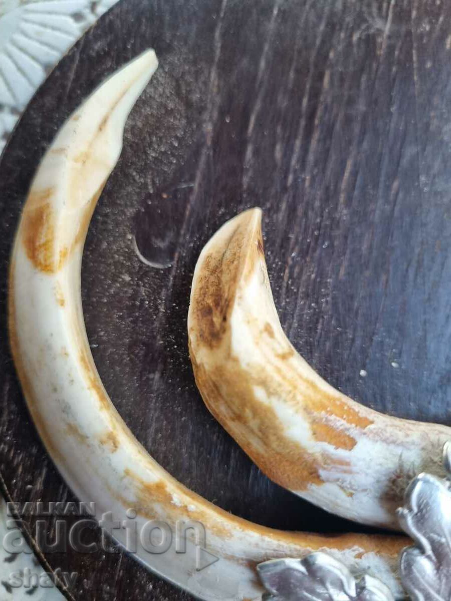 Boar trophy. Boar teeth. with price 75.00 BGN | € 38.35 Boar trophy. Boar teeth. with price 75.00 BGN | € 38.35