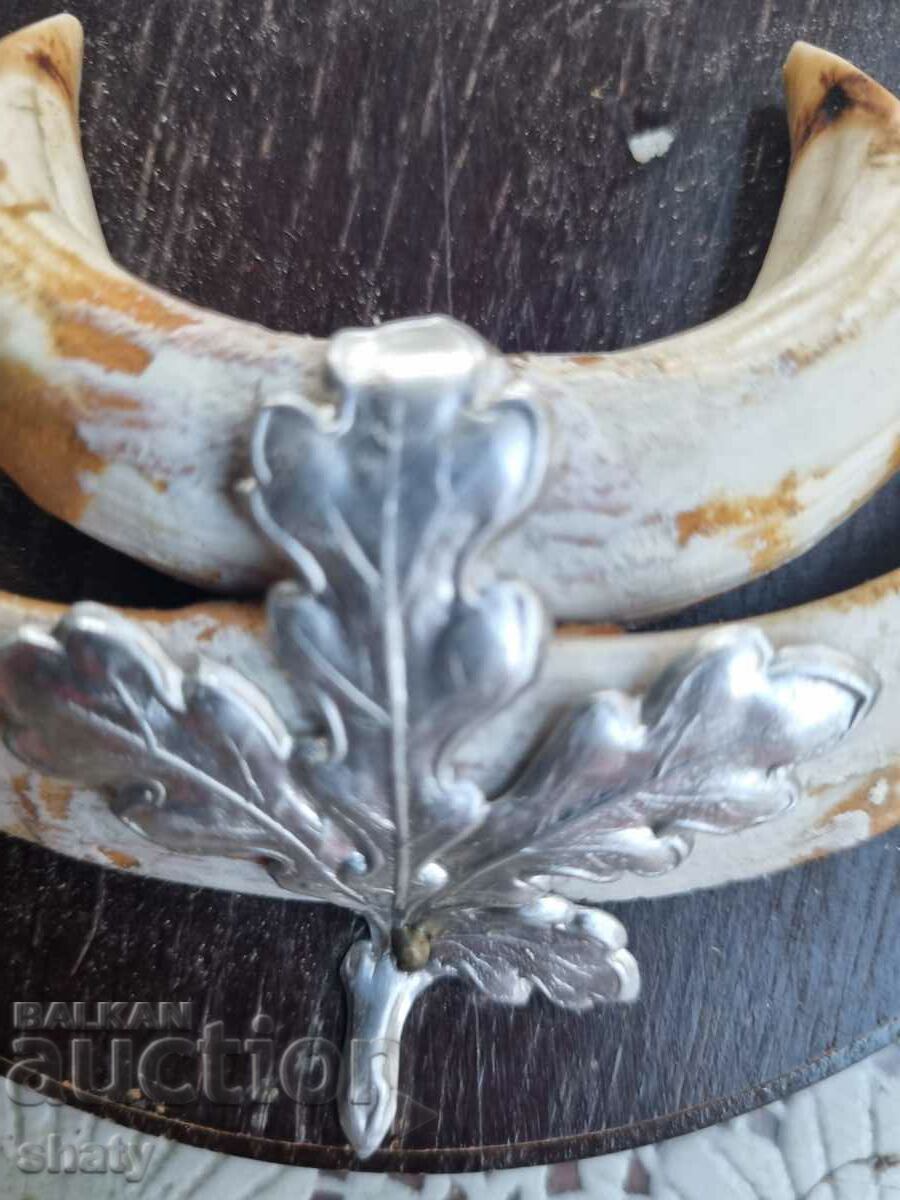 Auction Boar trophy. Boar teeth. Auction Boar trophy. Boar teeth.