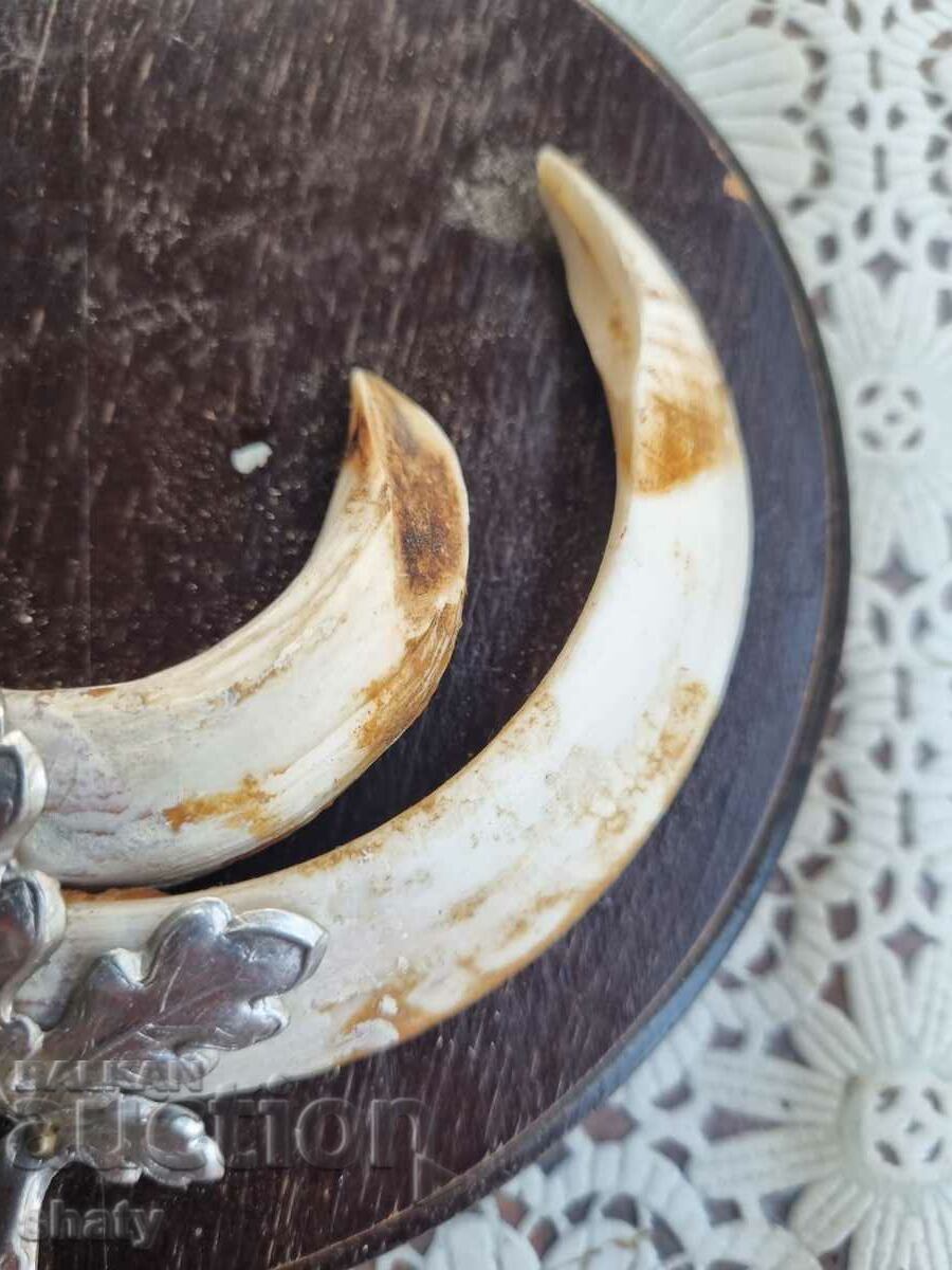 Delivery of Boar trophy. Boar teeth. Delivery of Boar trophy. Boar teeth.