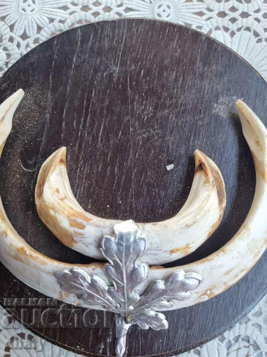 Boar trophy. Boar teeth. - 5 Boar trophy. Boar teeth. - 5