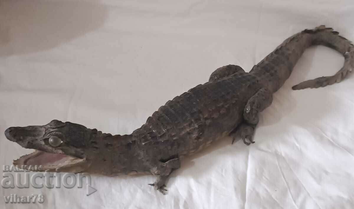 Delivery of Stuffed crocodile Delivery of Stuffed crocodile