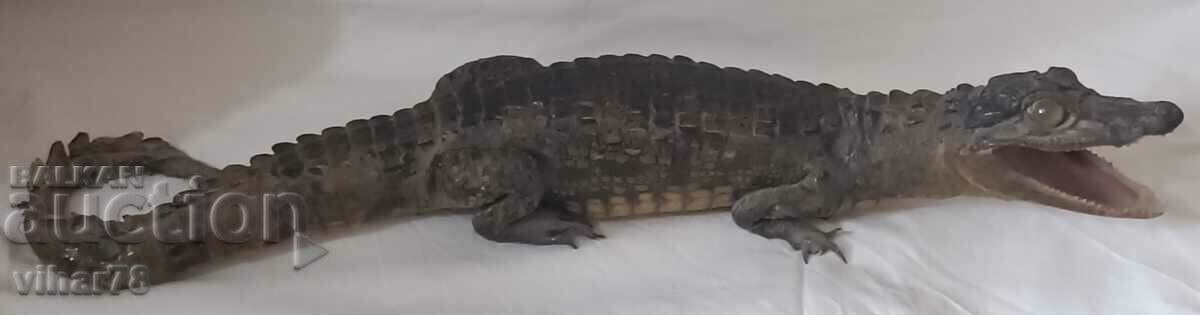 Stuffed crocodile - 7 Stuffed crocodile - 7