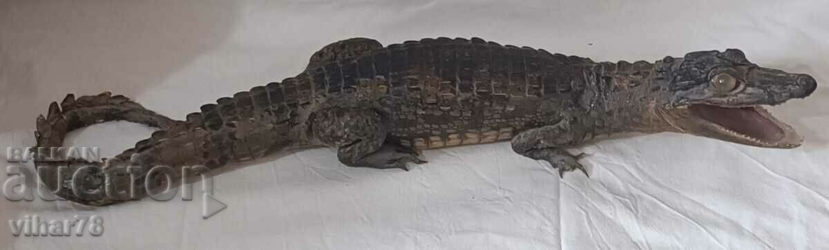 Препариран крокодил