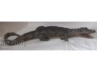 Stuffed crocodile