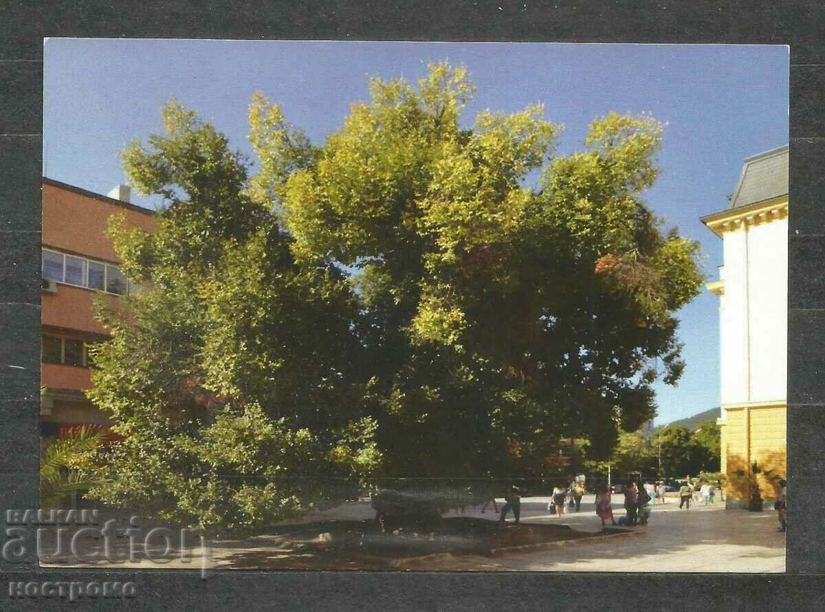 The old elm in Sliven - Post card Bulgaria - A 1423