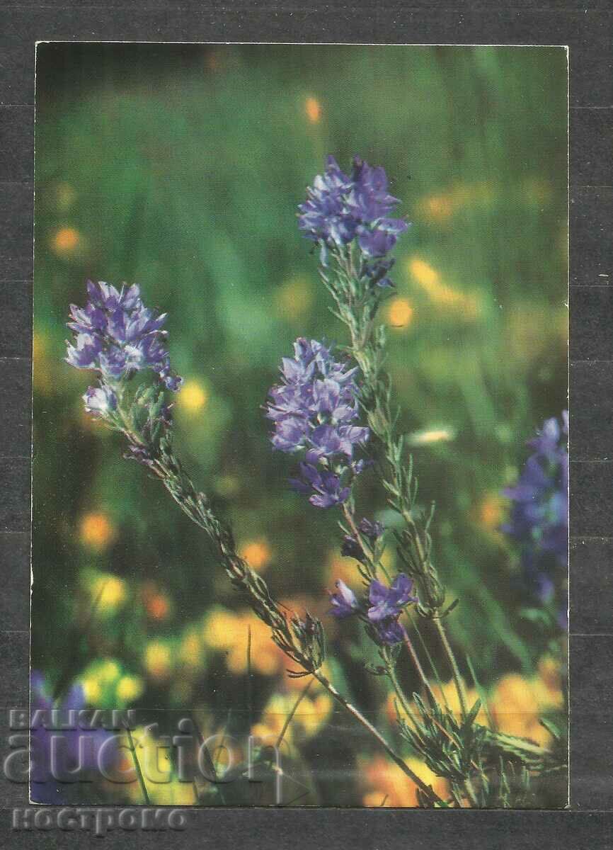 Flora - Old Post card Bulgaria - A 1424