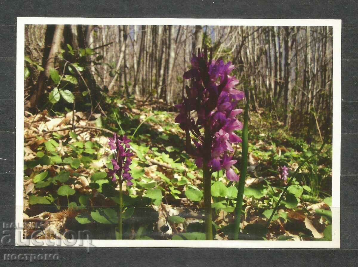 Orchideen - Flora - Παλιά ταχυδρομική κάρτα Γερμανία - A 1425