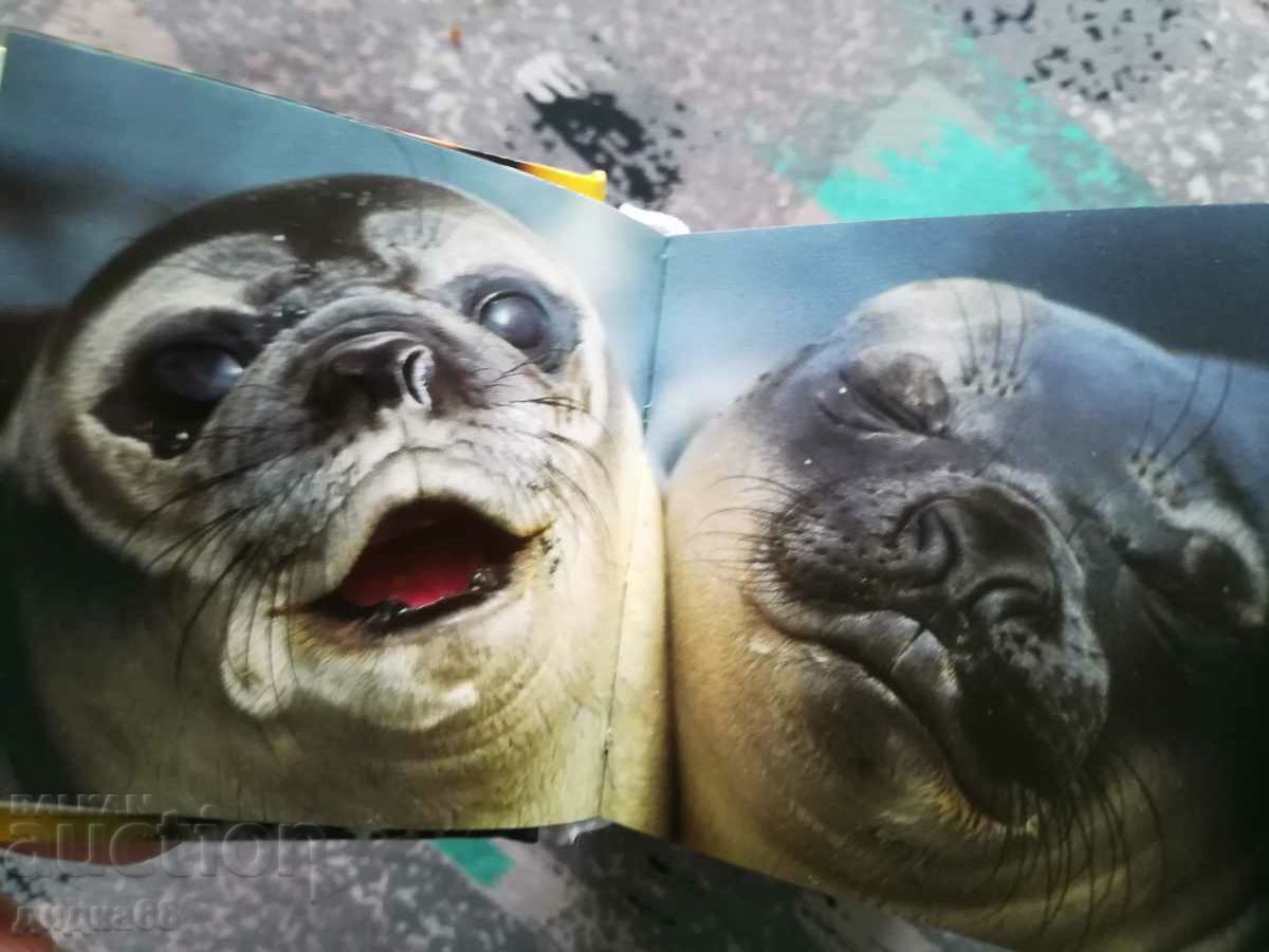 Auction Wildlife / Mini Cube Book Auction Wildlife / Mini Cube Book