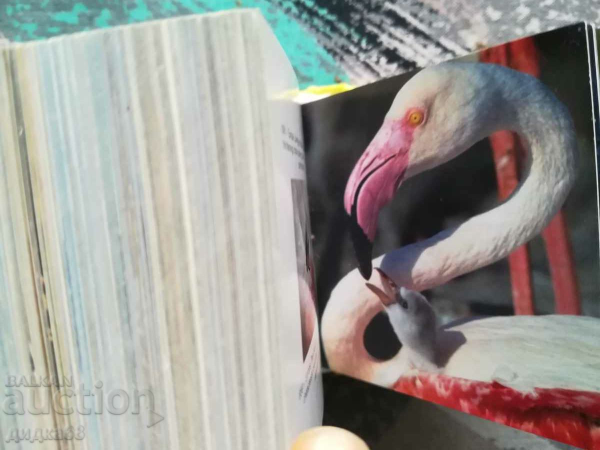 Wildlife / Mini Cube Book - 5 Wildlife / Mini Cube Book - 5