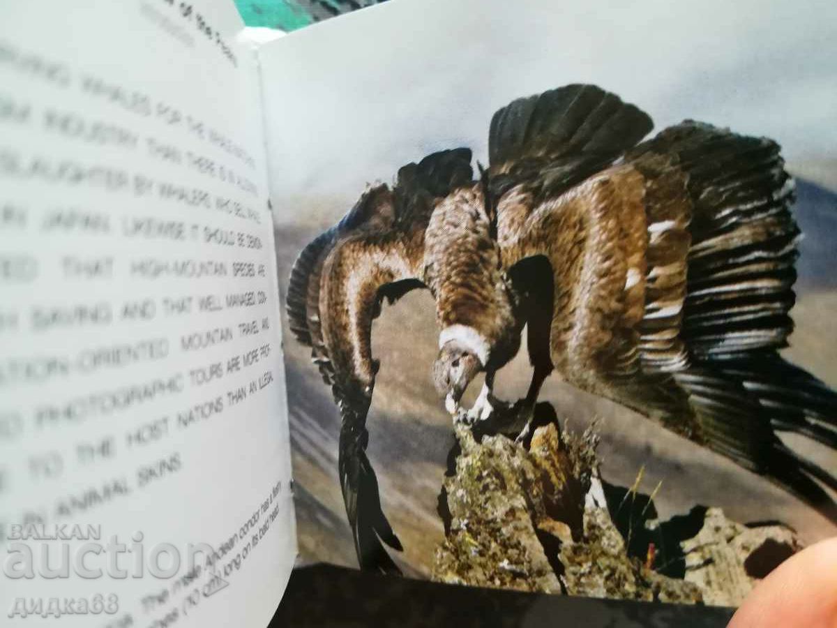 Wildlife / Mini Cube Book - 6 Wildlife / Mini Cube Book - 6