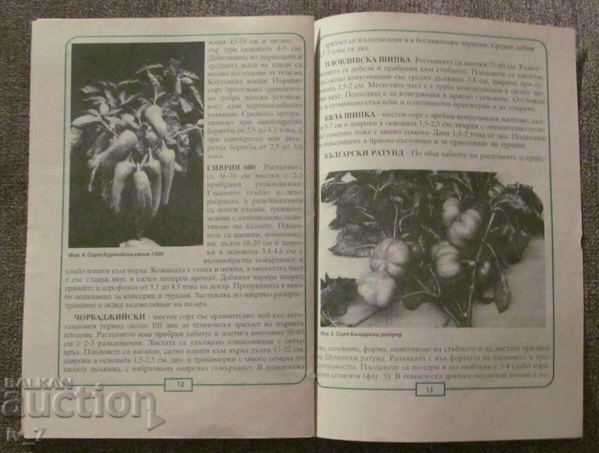 Παράδοση ΜΠΡΟΣΟΥΡΑ - ΠΙΠΕΡΙ Παράδοση ΜΠΡΟΣΟΥΡΑ - ΠΙΠΕΡΙ