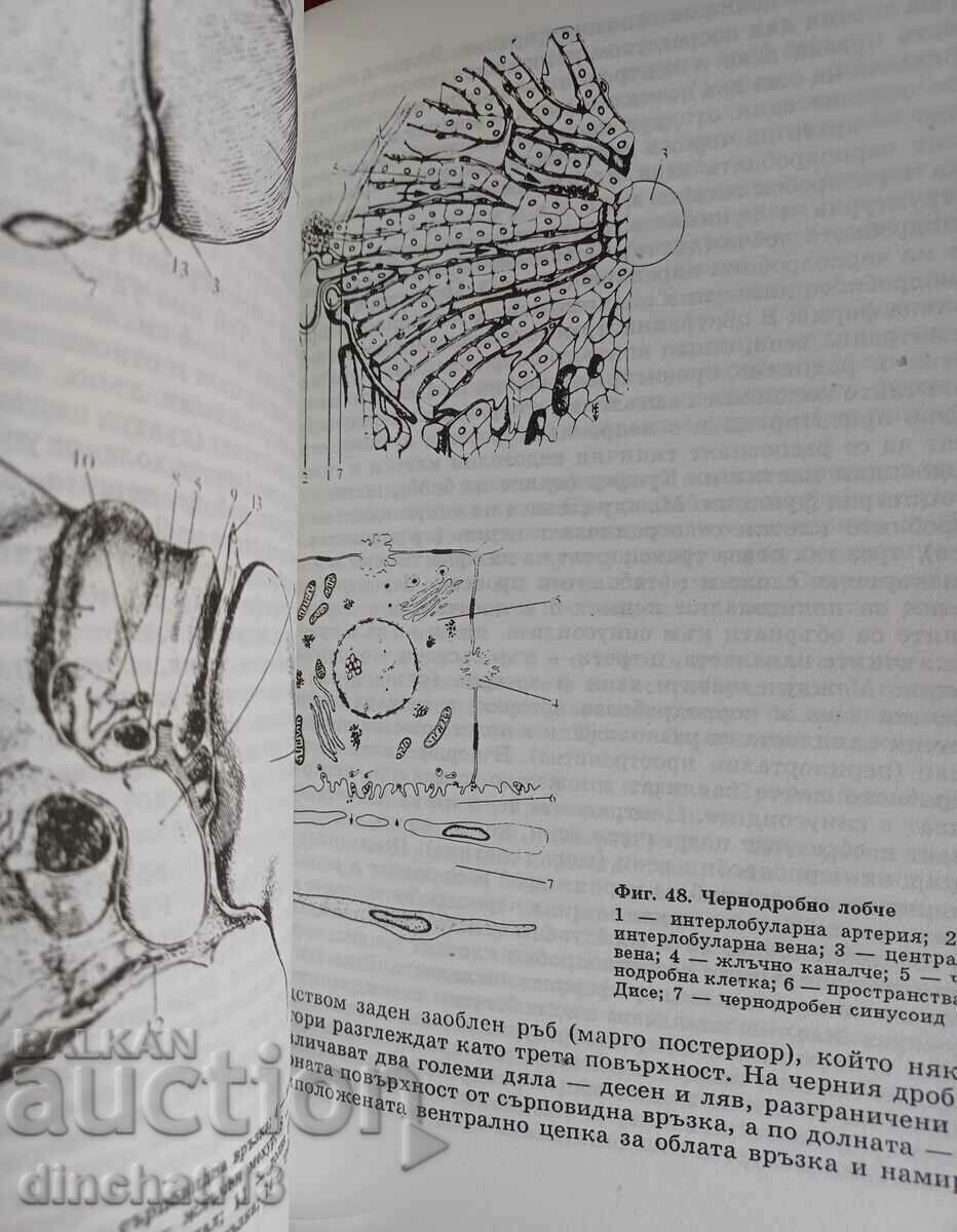 Guide to complementary medicine: Valeria Evtimova with price 22.00 BGN | € 11.25 Guide to complementary medicine: Valeria Evtimova with price 22.00 BGN | € 11.25