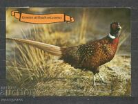 Pheasant - Bird - traveled Nederland Post card - A 1596