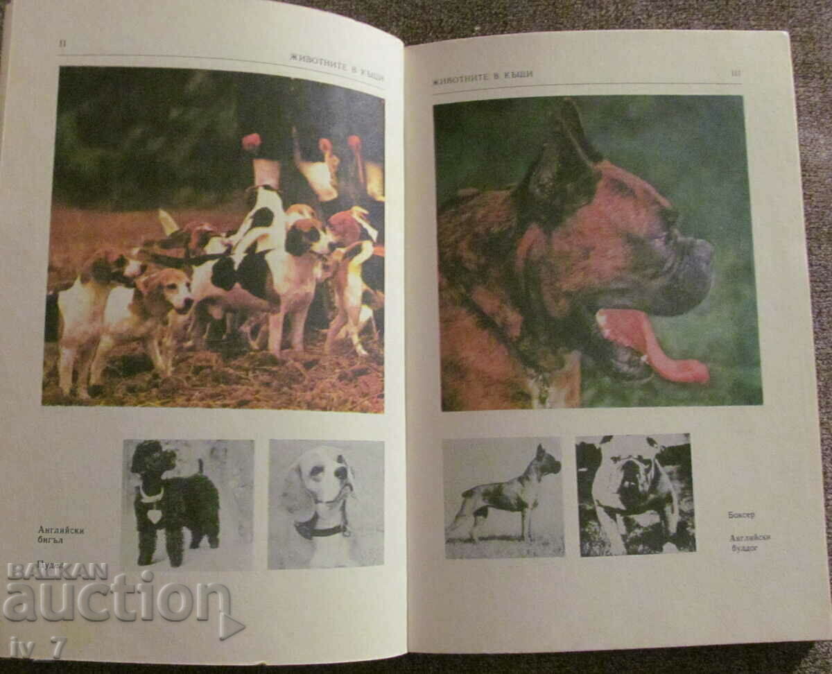 ANIMALS IN HOUSES - Miroslav Husch - 5 ANIMALS IN HOUSES - Miroslav Husch - 5