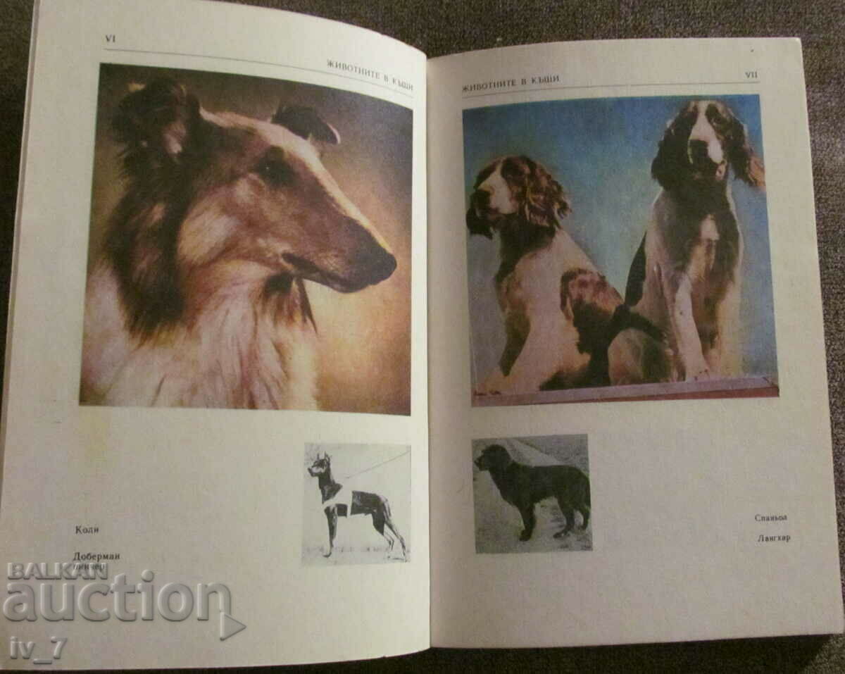 ANIMALS IN HOUSES - Miroslav Husch - 6 ANIMALS IN HOUSES - Miroslav Husch - 6