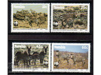 1991. Namibia. Specie pe cale de dispariție - zebra de munte.