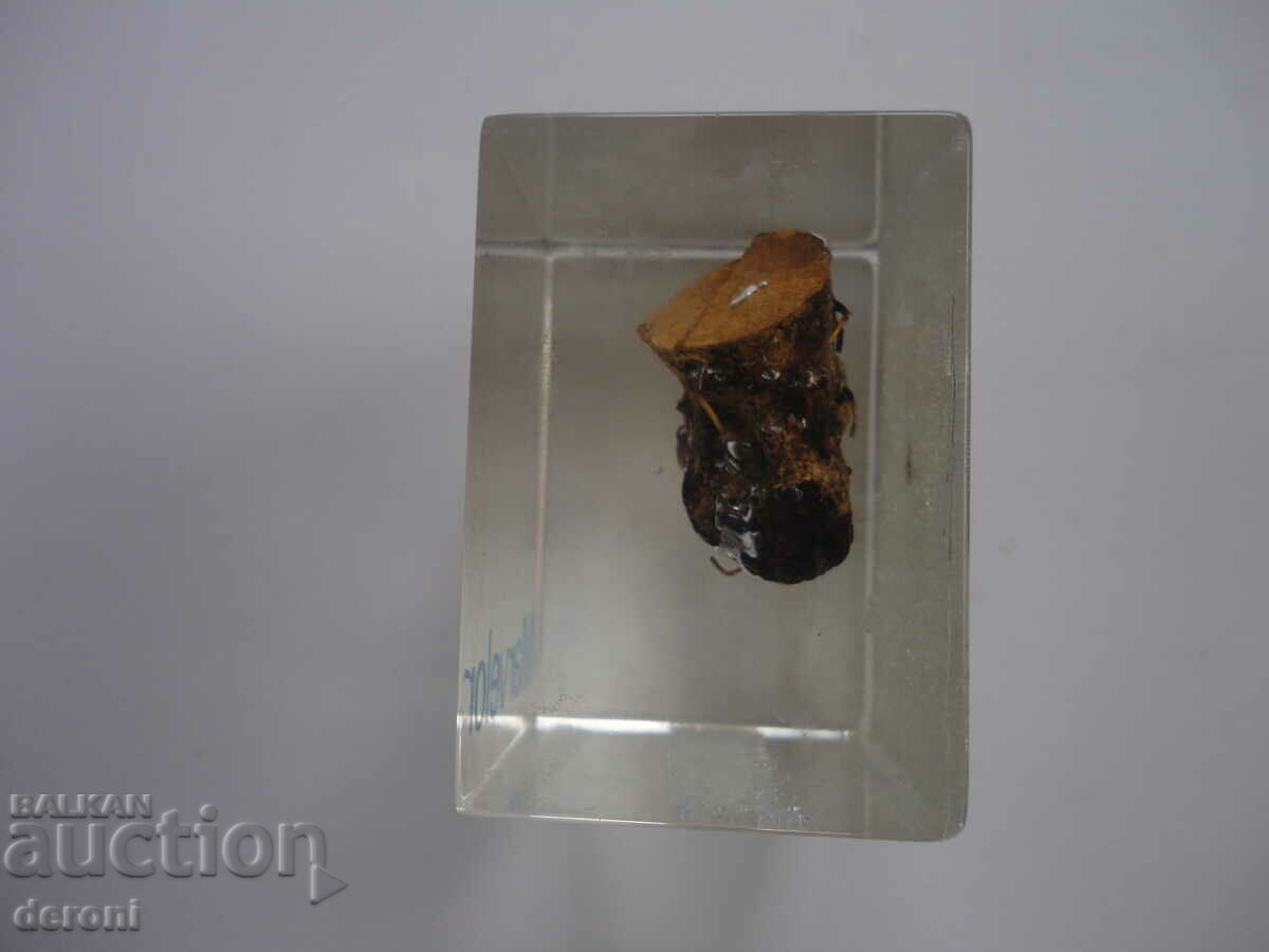 Auction  Marvelon Advertising Cube