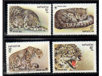 1994. Kârgâzstan. Leopardul de zăpadă.