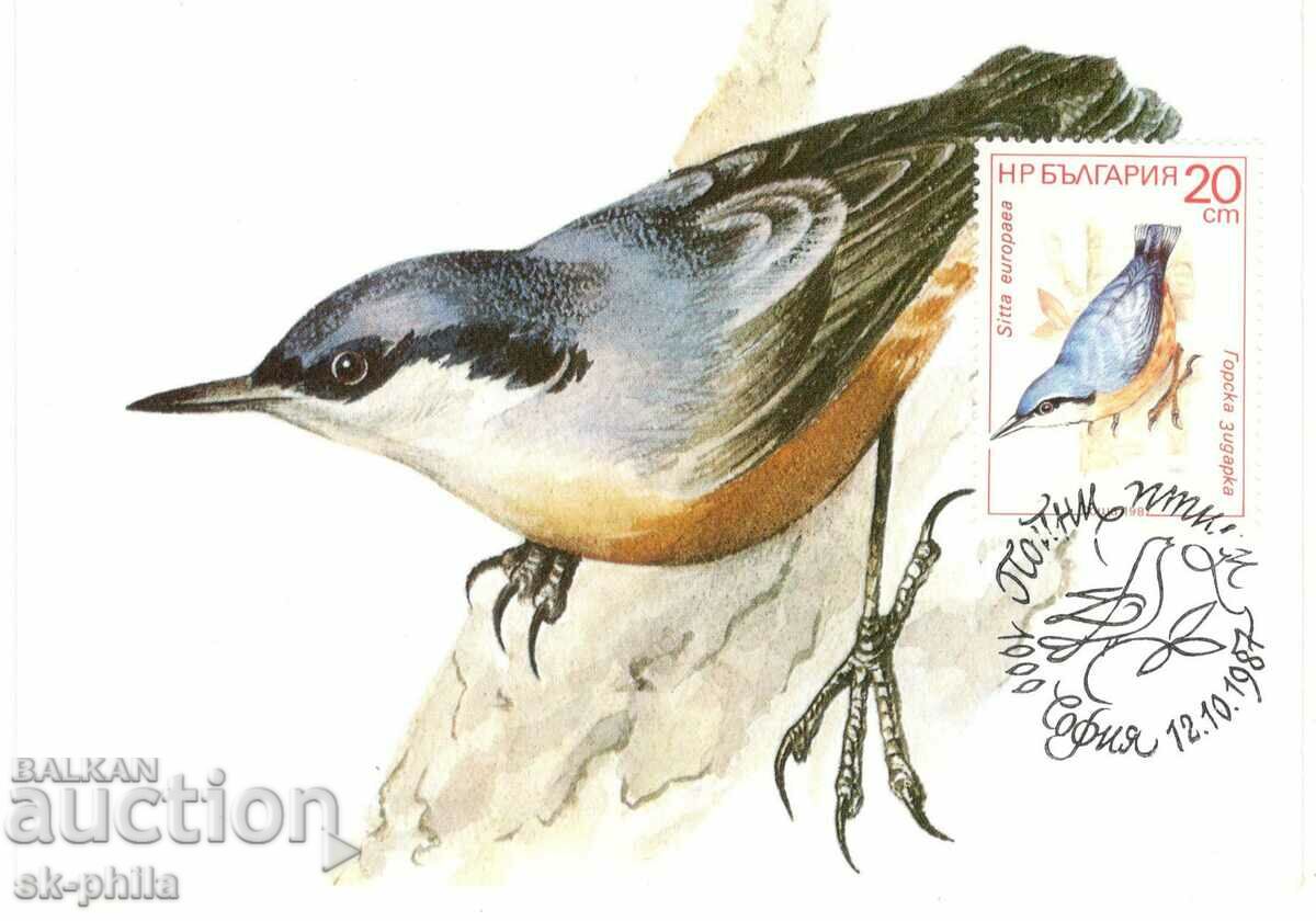 Postcard-maximum - Songbirds, Woodpecker