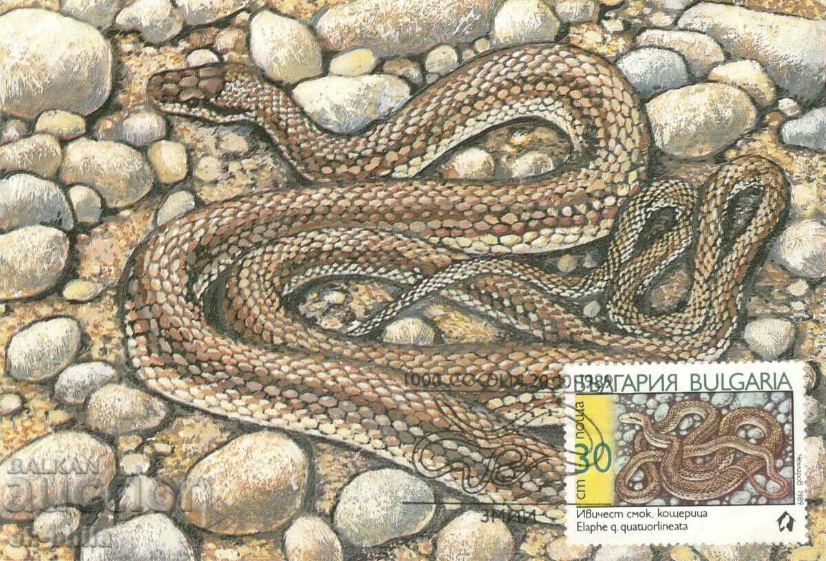 Postcard-maximum - Snakes - striped fig