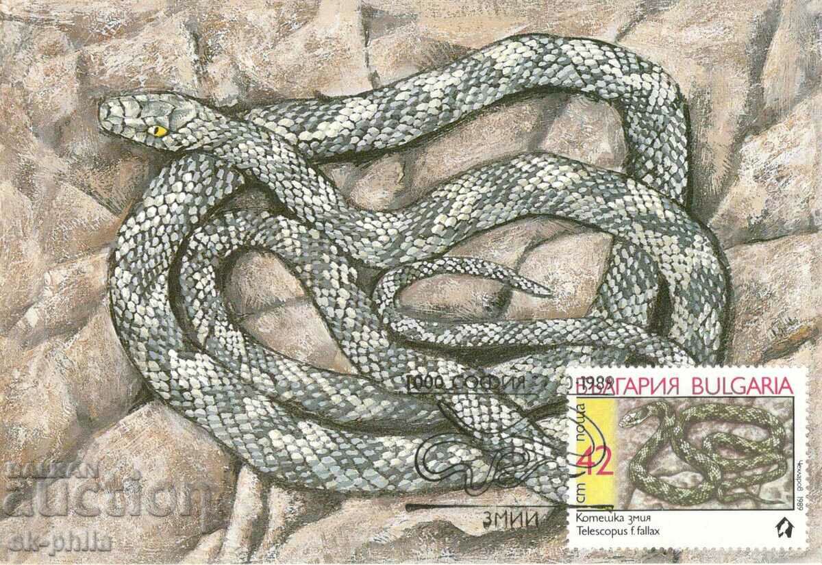 Пощенска карта-максимум - Змии - Котешка змия