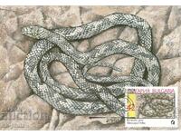 Пощенска карта-максимум - Змии - Котешка змия