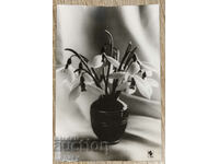 SIGNED Social Greeting Card - First Spring