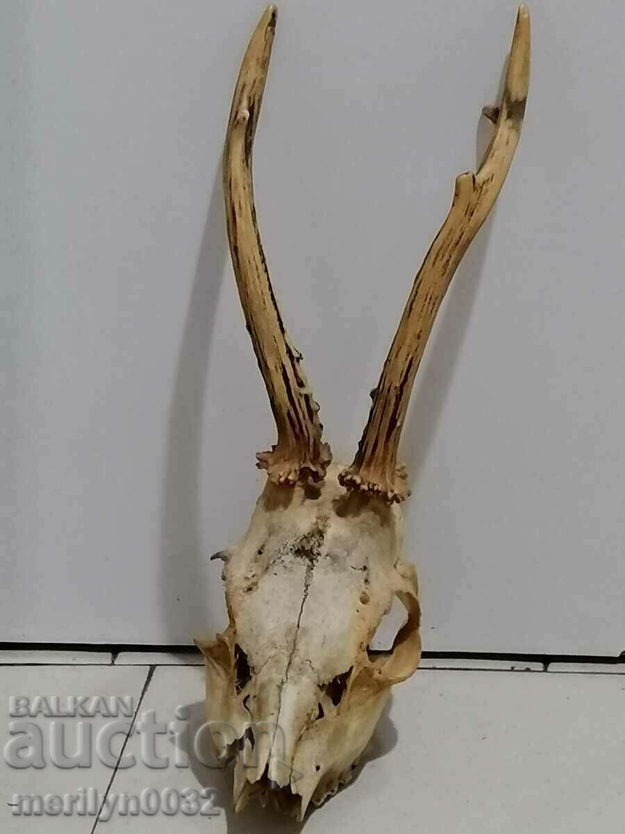 Hunting trophy, antlers of sardak with price 60.00 BGN | € 30.68 Hunting trophy, antlers of sardak with price 60.00 BGN | € 30.68