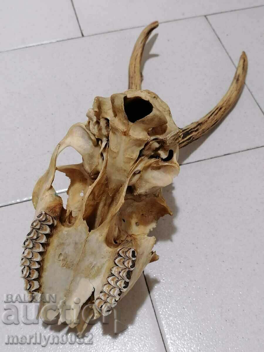 Auction Hunting trophy, antlers of sardak Auction Hunting trophy, antlers of sardak