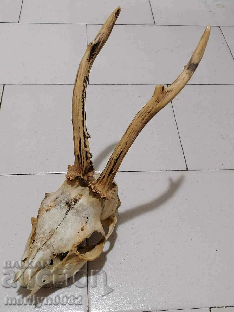 Delivery of Hunting trophy, antlers of sardak Delivery of Hunting trophy, antlers of sardak