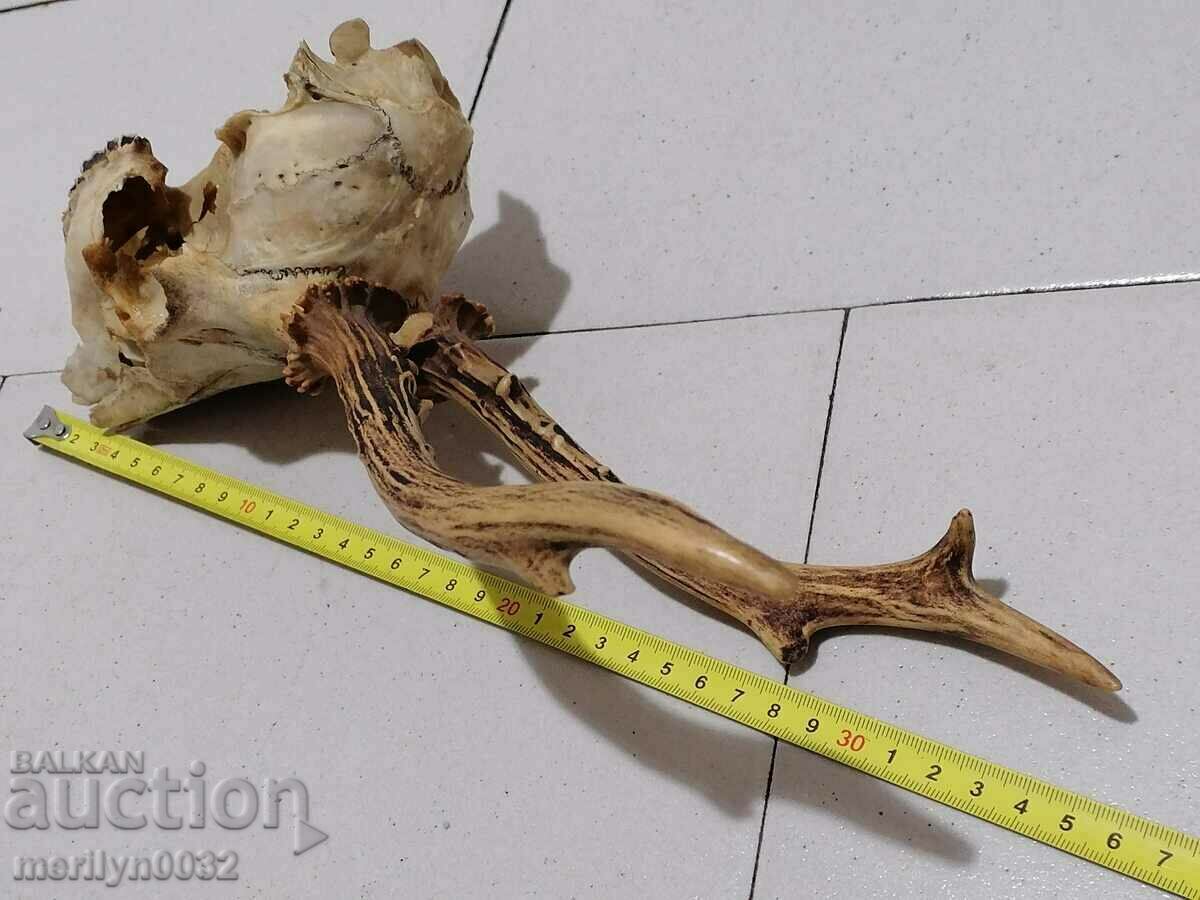 Hunting trophy, antlers of sardak - 5 Hunting trophy, antlers of sardak - 5