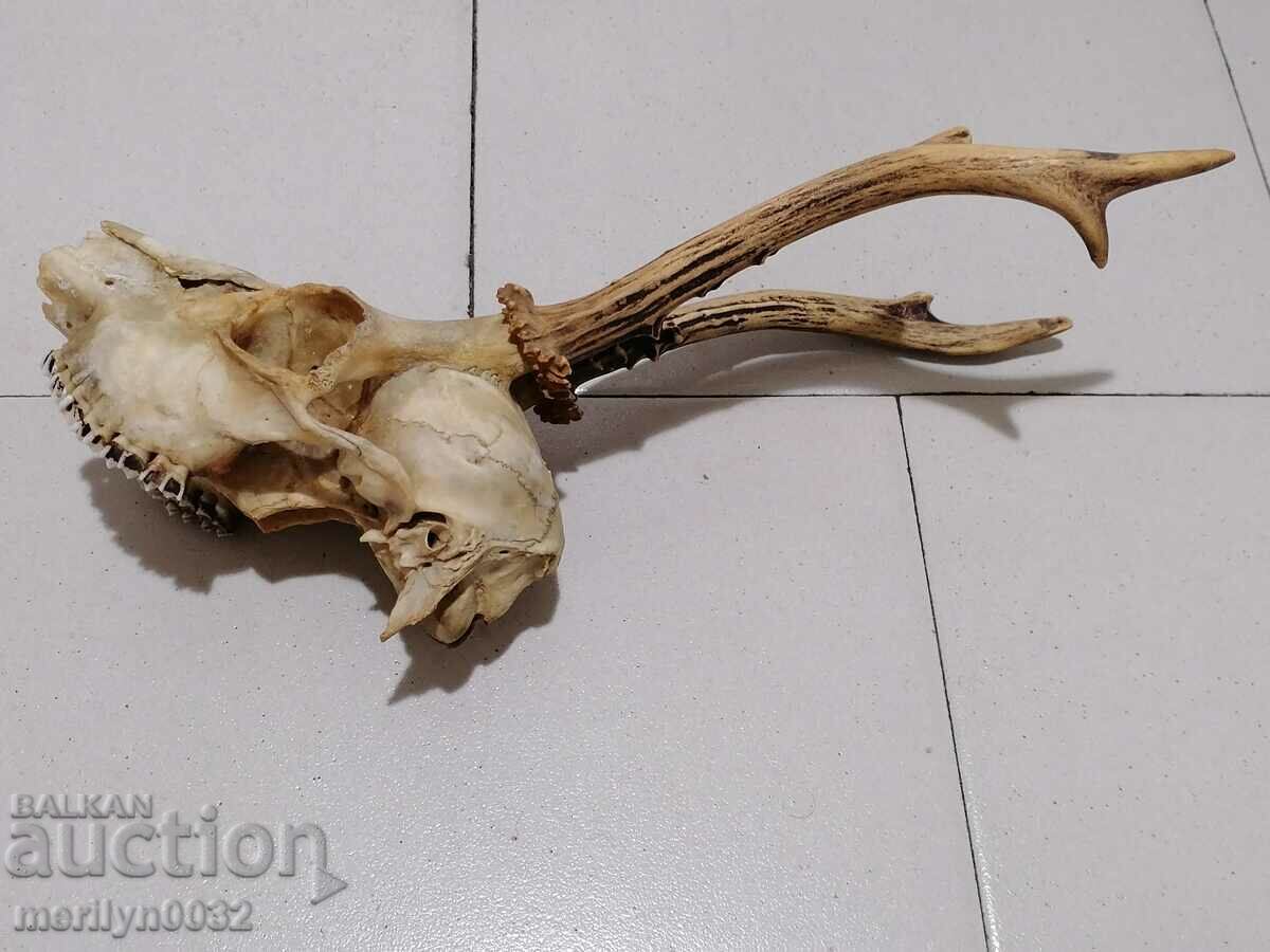 Hunting trophy, antlers of sardak - 6 Hunting trophy, antlers of sardak - 6