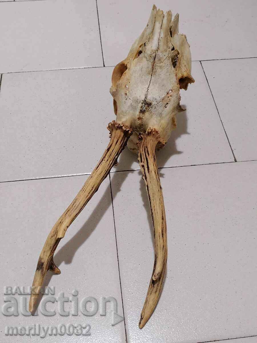 Hunting trophy, antlers of sardak - 7 Hunting trophy, antlers of sardak - 7