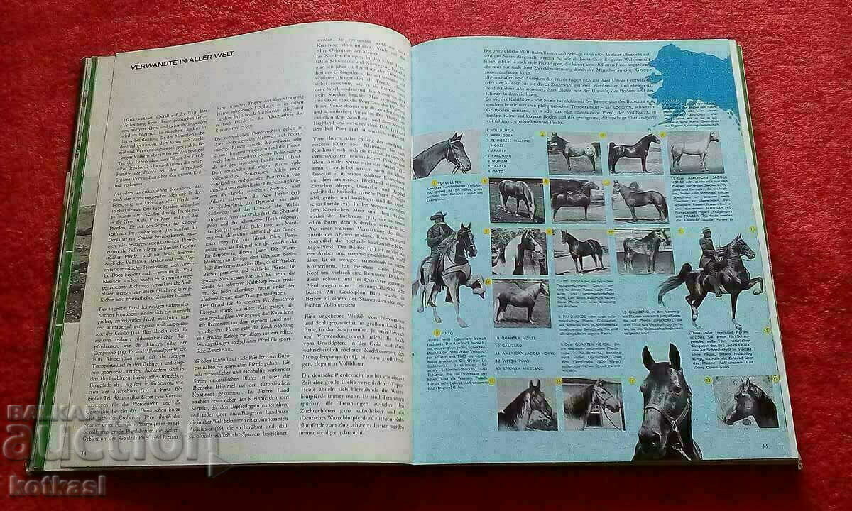 Book The Kingdom of the Horse Jockey hardcover Germany - 6 Book The Kingdom of the Horse Jockey hardcover Germany - 6