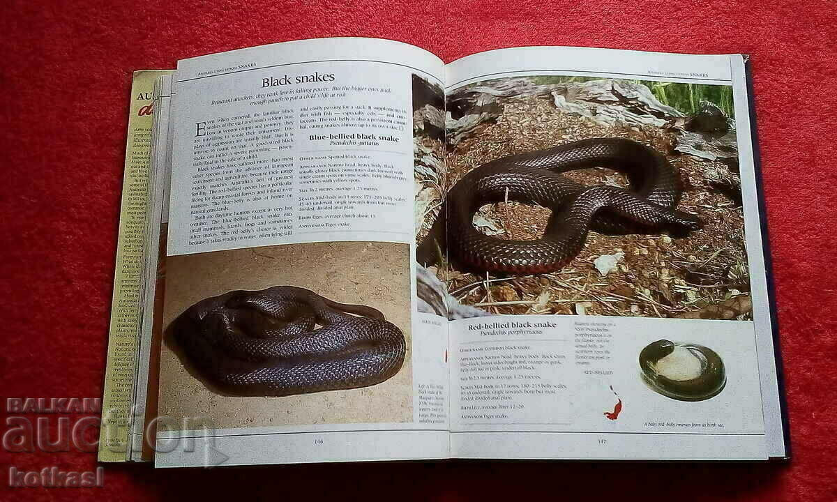 Delivery of Dangerous creatures of Australia Germany excellent condition Delivery of Dangerous creatures of Australia Germany excellent condition