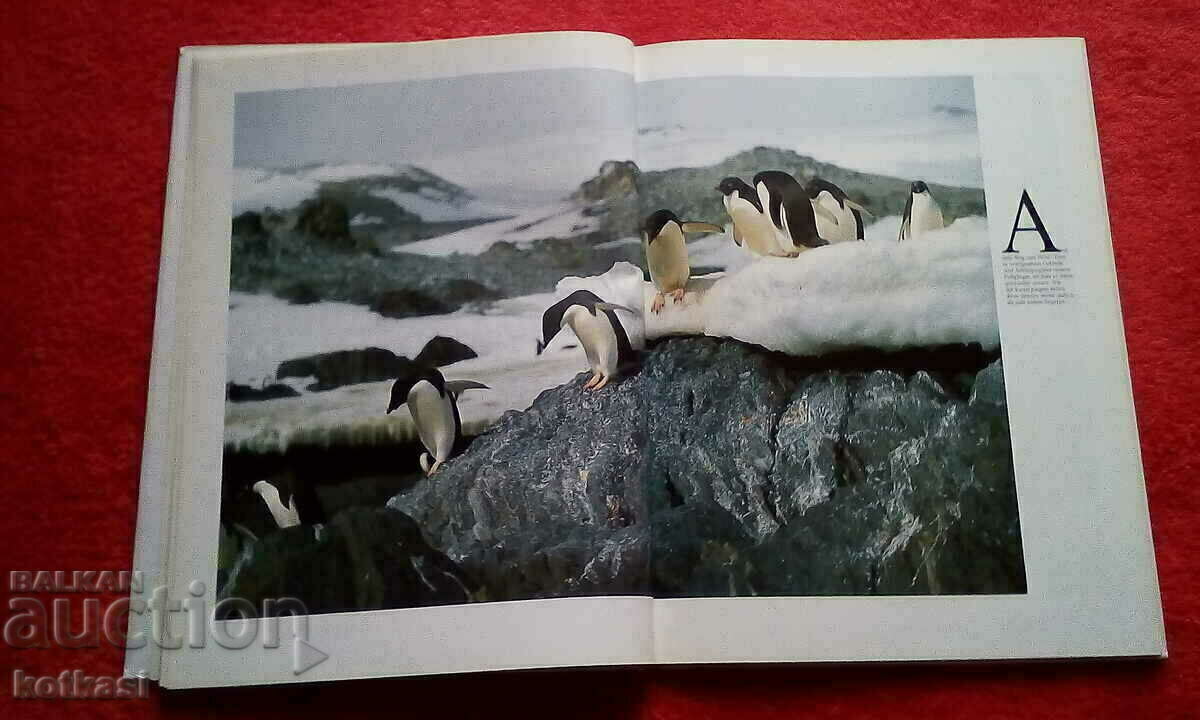 Auction Penguins Book hardcover excellent condition Germany Auction Penguins Book hardcover excellent condition Germany