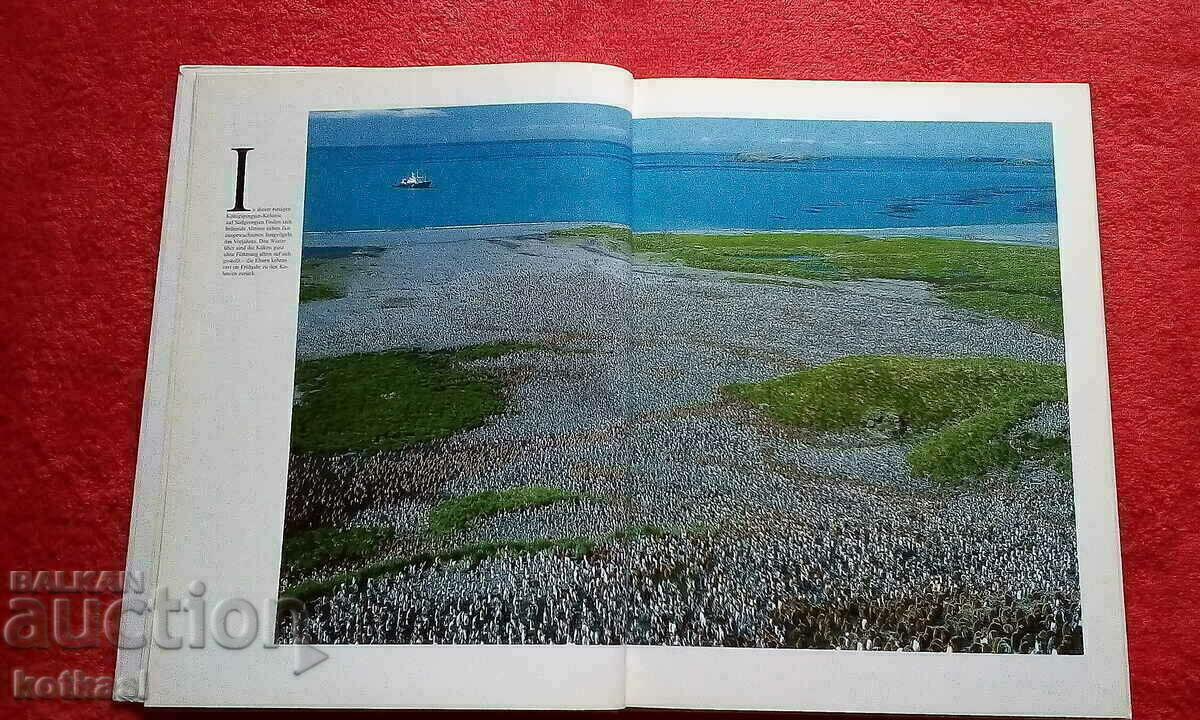 Delivery of Penguins Book hardcover excellent condition Germany Delivery of Penguins Book hardcover excellent condition Germany