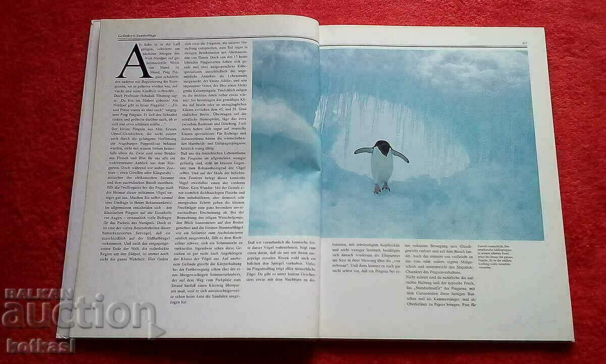 Penguins Book hardcover excellent condition Germany - 5 Penguins Book hardcover excellent condition Germany - 5