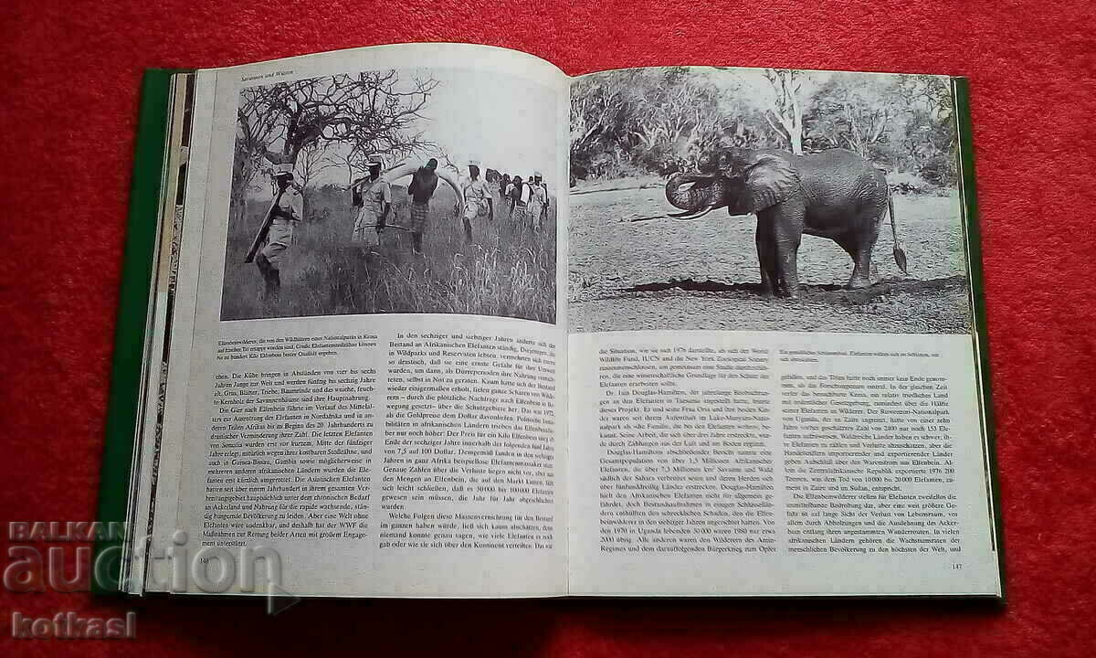 Auction Animal Rescue Tweedy covers glossy pages Auction Animal Rescue Tweedy covers glossy pages