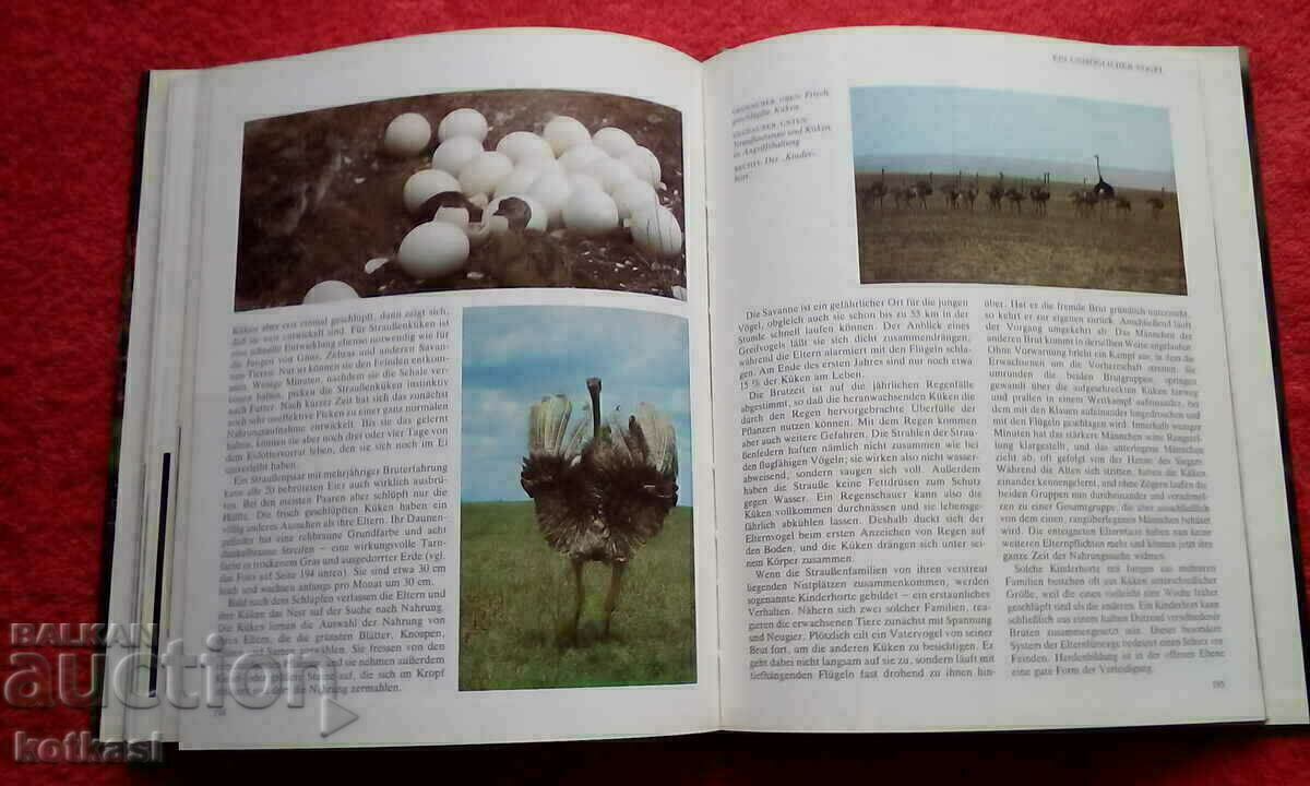 Auction Reports from the animal world Lexicon Encyclopedia Auction Reports from the animal world Lexicon Encyclopedia