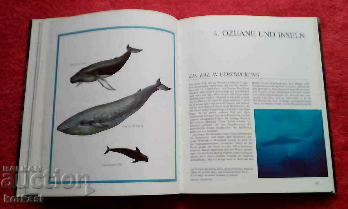 Reports from the animal world Lexicon Encyclopedia - 6 Reports from the animal world Lexicon Encyclopedia - 6