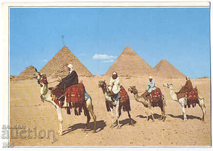 Egipt - Giza - șoferi de cămile arabi în fața piramidelor - 1993