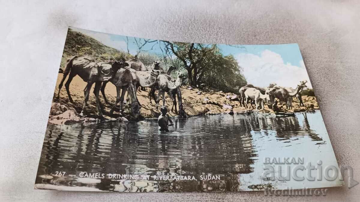 Καρτ ποστάλ Καμήλες του Σουδάν που πίνουν στον ποταμό Atraba