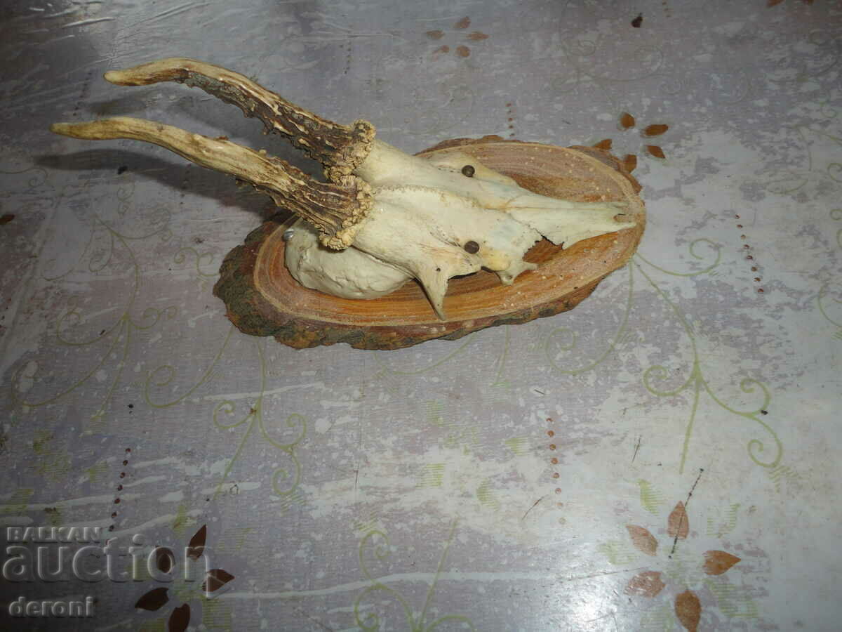 Trofeul antic de vânătoare 2 - 5