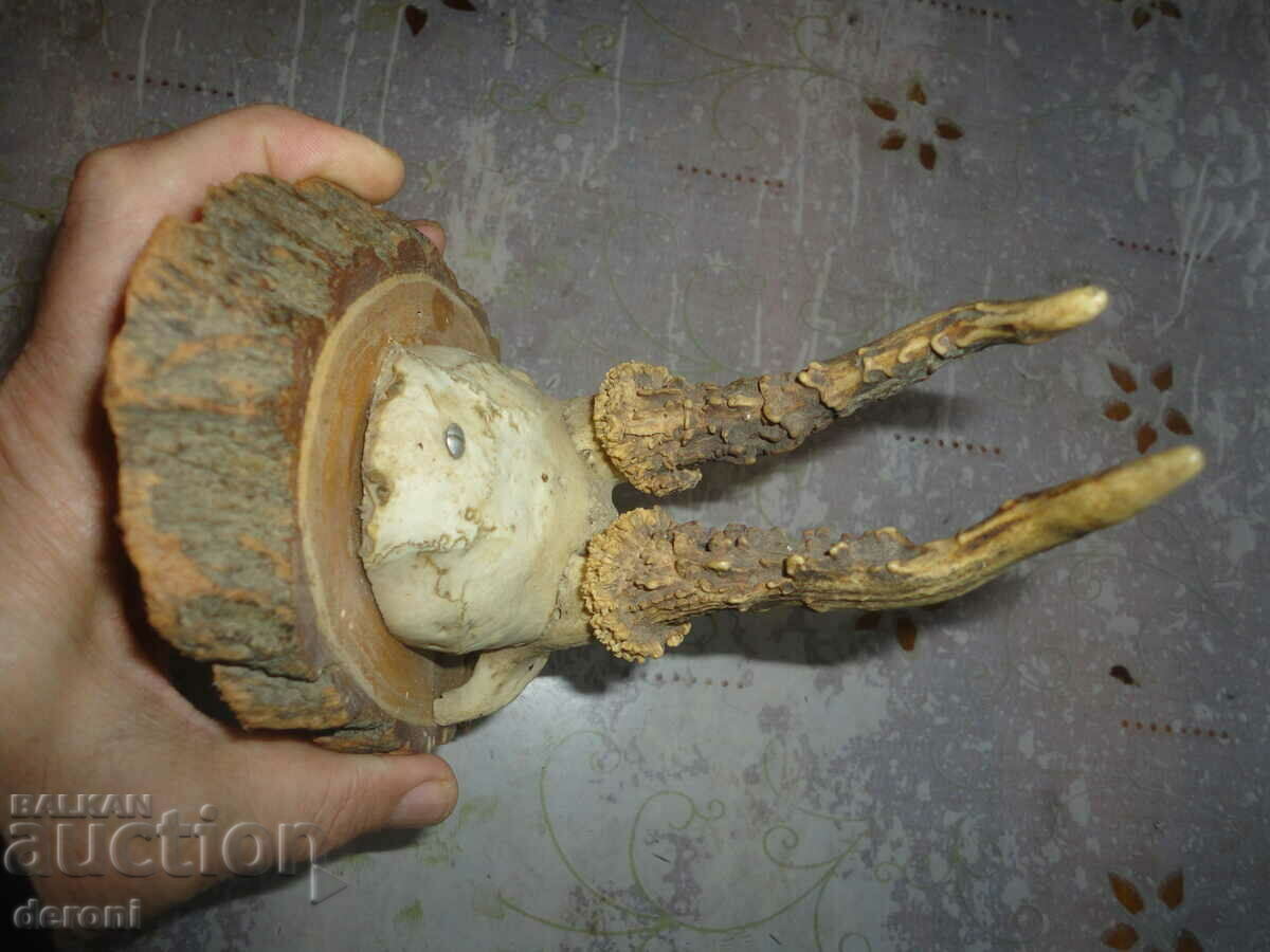 Trofeul antic de vânătoare 2 - 7