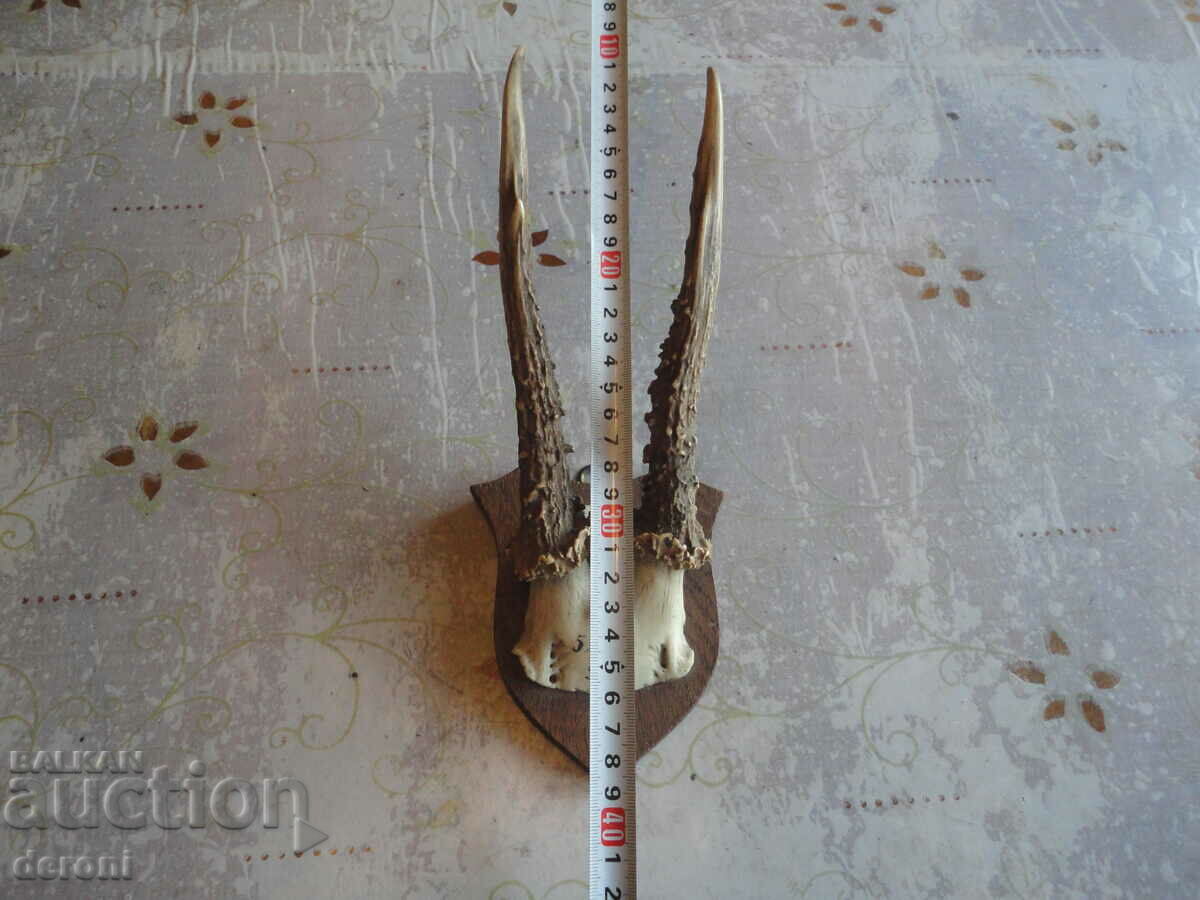 Antique hunting trophy 19th century with price 45.00 BGN | € 23.01
